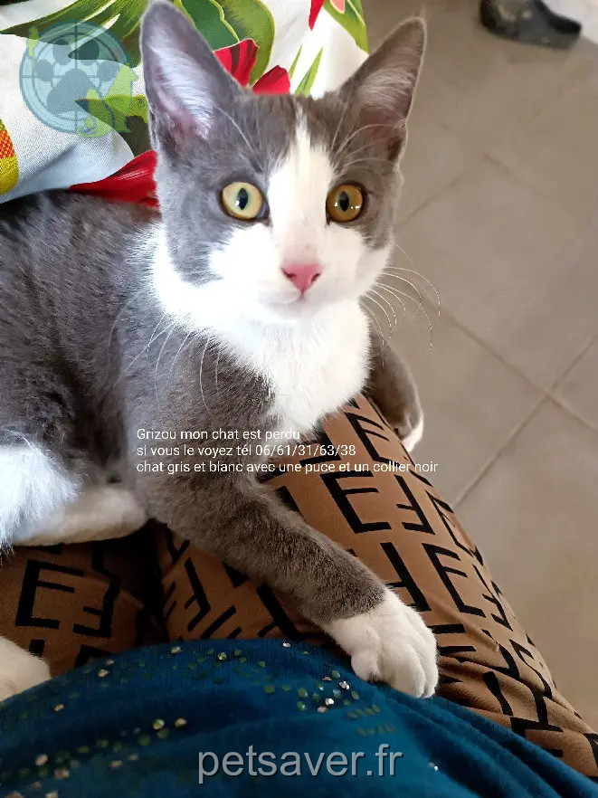 gatto ritrovato Rue du Château 77120 Mouroux gatto reunited Rue du Château 77120 Mouroux