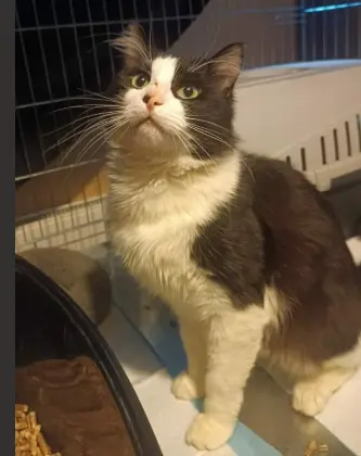 chat reunited   77170 Brie-Comte-Robert Anakin