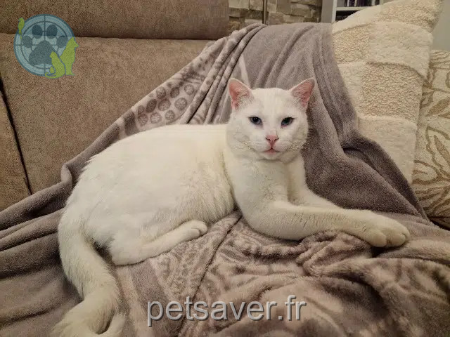 chat reunited   77660 Saint-Jean-les-Deux-Jumeaux Ange