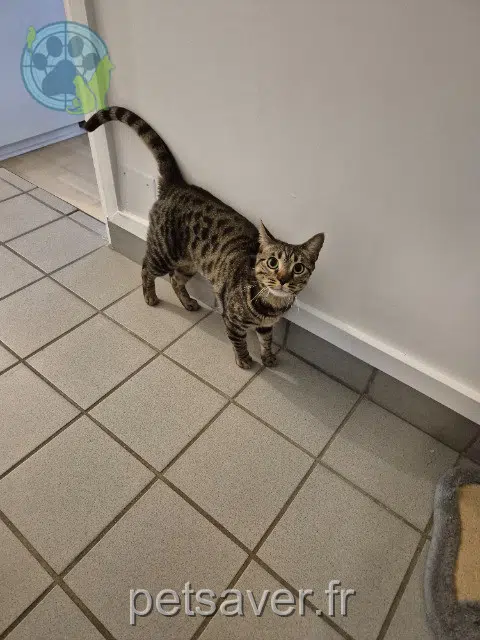 Kater reunited 77410 Annet-sur-Marne Aston