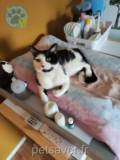 chat reunited   77350 Le Mée-sur-Seine Ayan