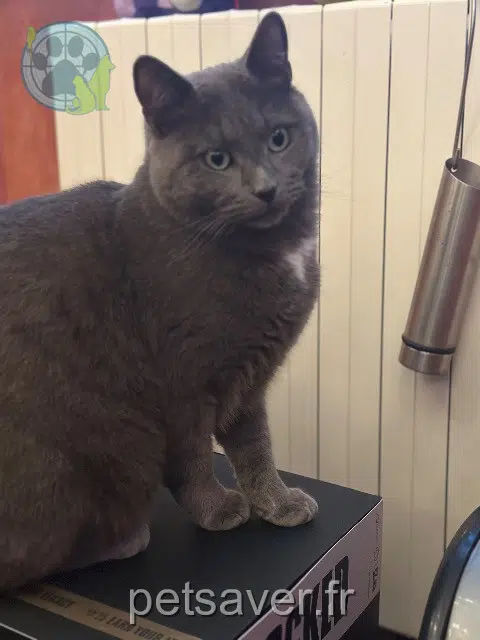 chat reunited   77290 Mitry-Mory Baki