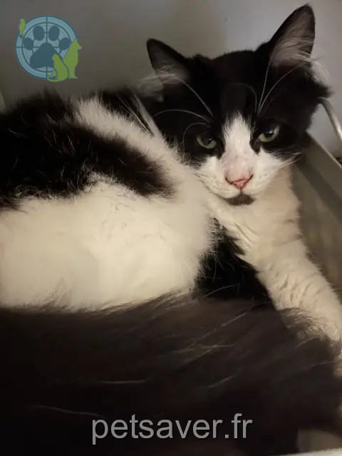 chat reunited   77210 Avon Balou