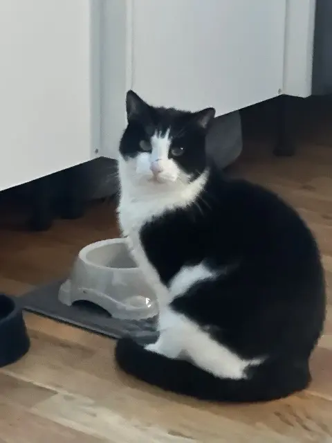 chat reunited   77400 Saint-Thibault-des-Vignes Bandit