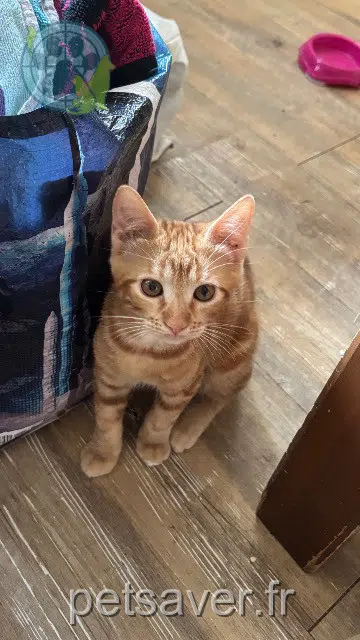 chat reunited 77290 Mitry-Mory Beck