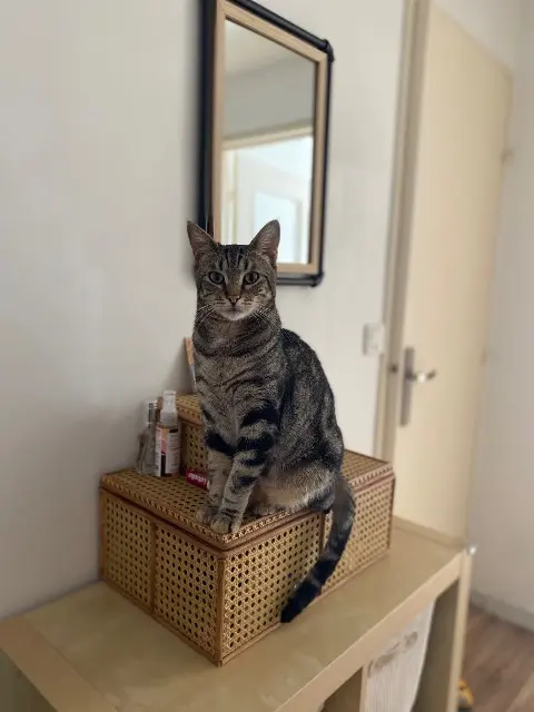 chat reunited   77500 Chelles Blue