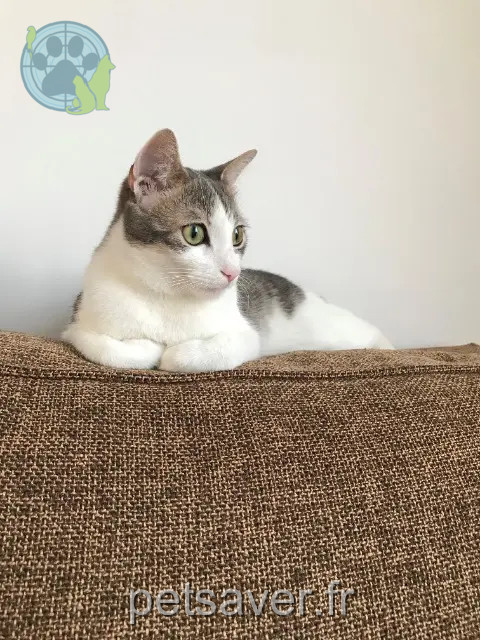chat reunited 77000 Vaux-le-Pénil BOO