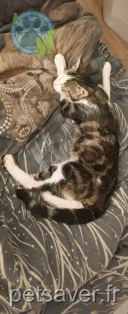 chat reunited   77350 Le Mée-sur-Seine Bounty