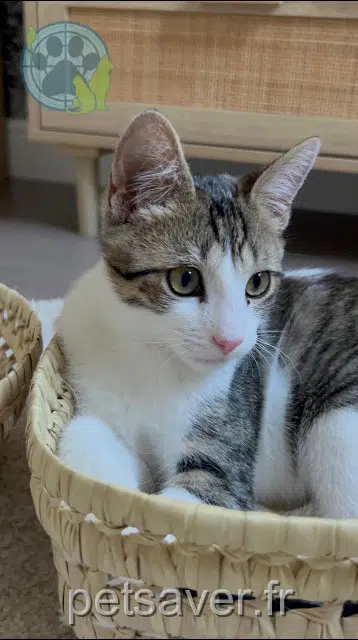 chat reunited 77185 Lognes Chanel