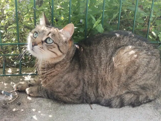 chat reunited   77190 Dammarie-les-Lys Charlie