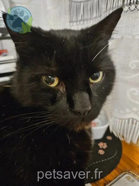 chat reunited   77100 Meaux Deroubaix