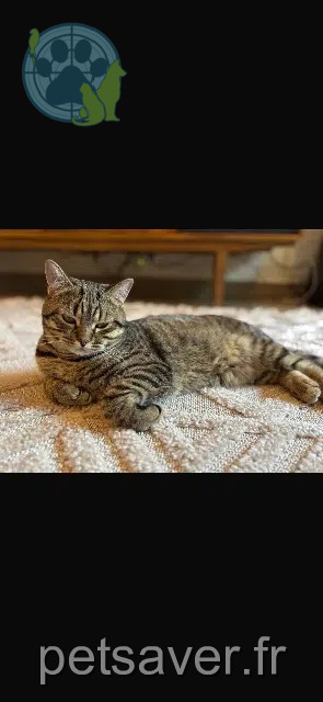 chat reunited   77550 Lissy Django