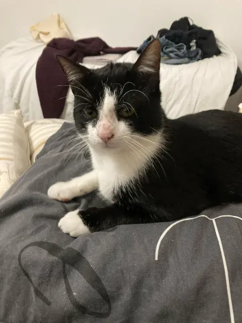 chat reunited   77127 Lieusaint Eclypse