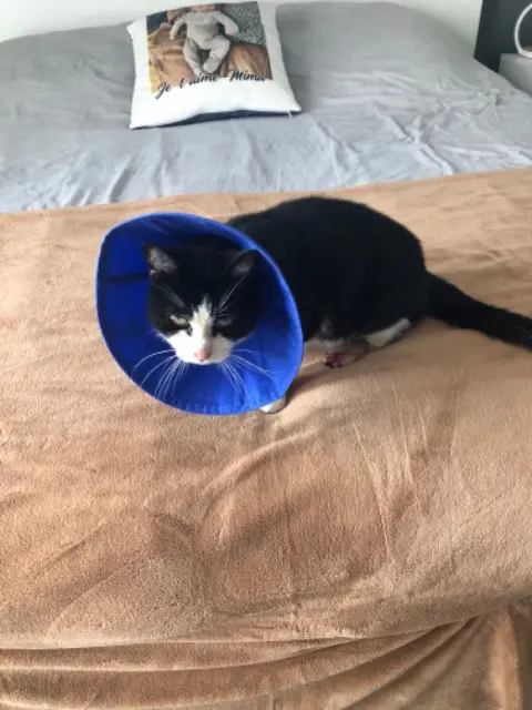 chat reunited   77181 Courtry Felix