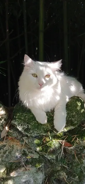 chat reunited   77510 Doue Flocon