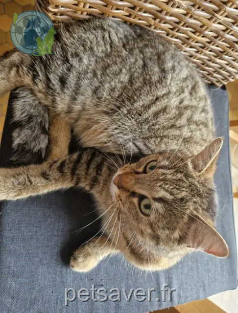 chat reunited   77140 Nonville Fripouille