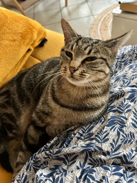 cat reunited   77171 Sourdun Fruity