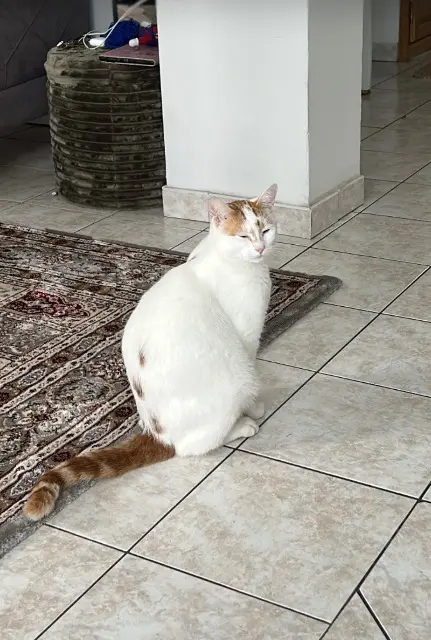 chat reunited   77000 Melun Gabin