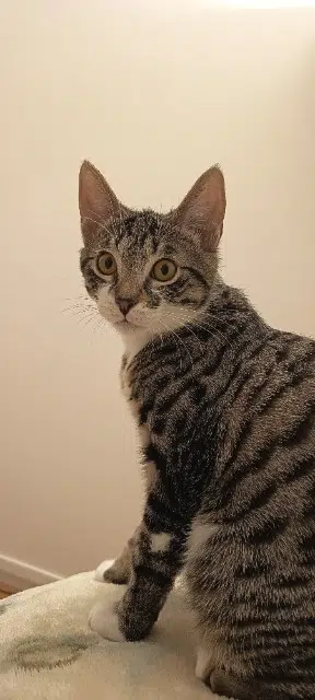 chat reunited   77350 Le Mée-sur-Seine Gringo