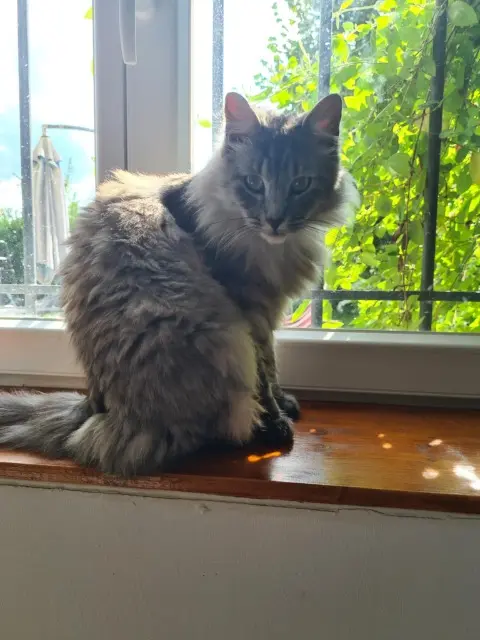 chat reunited   77000 Melun Grisou