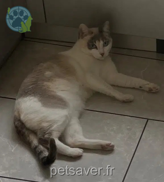 chat reunited   77340 Pontault-Combault Grizzli