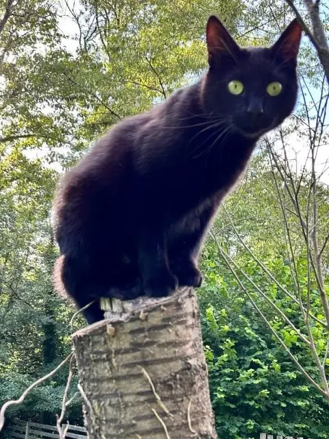 chat reunited   77320 Choisy-en-Brie Jack