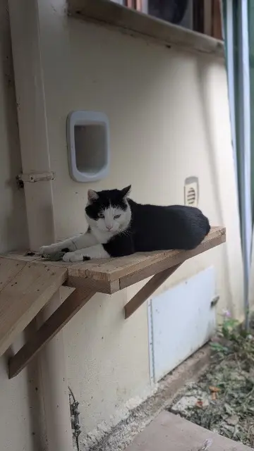 chat reunited   77330 Ozoir-la-Ferrière Jambo