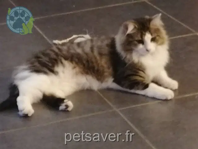 chat reunited 77230 Longperrier Javot