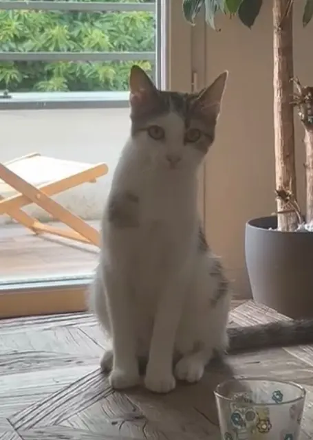 chat reunited   77170 Brie-Comte-Robert Joe