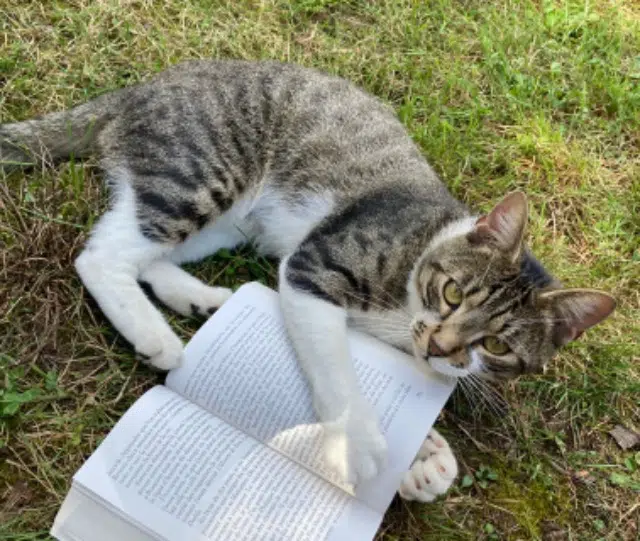 chat reunited   77190 Dammarie-les-Lys Joy