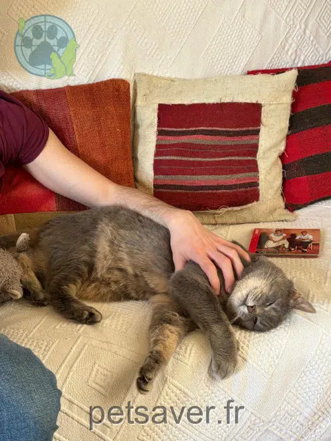chat reunited   77600 Bussy-Saint-Georges Koschka