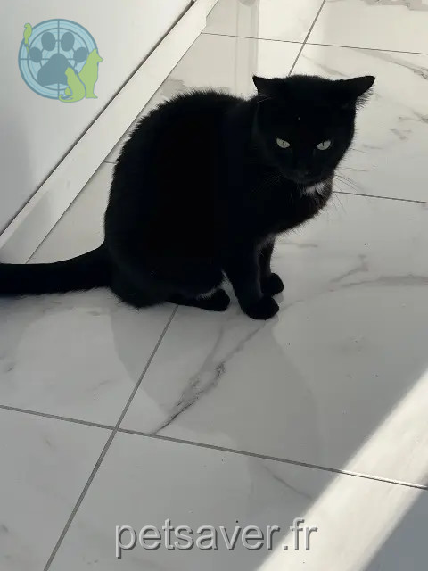 chat reunited   77310 Pringy Loki