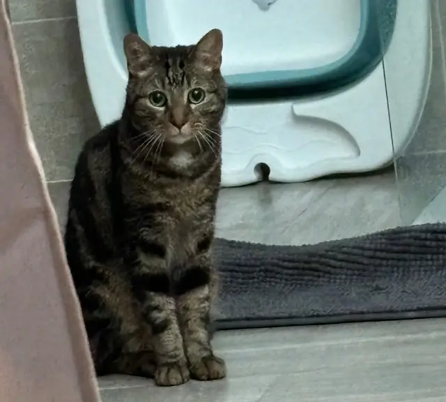 chat reunited   77930 Cély Loki