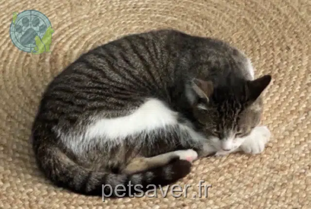 chat reunited 77420 Champs-sur-Marne Loony