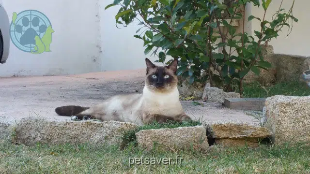 chat reunited 77420 Champs-sur-Marne Louky