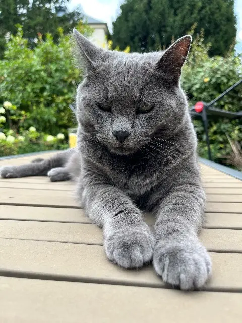 chat reunited   77100 Meaux Loulou