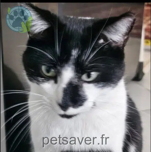 chat reunited 77270 Villeparisis Loulou