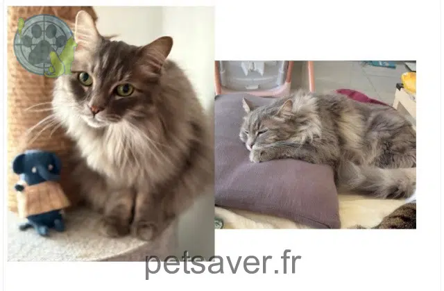 chat reunited 77650 Soisy-Bouy Maui