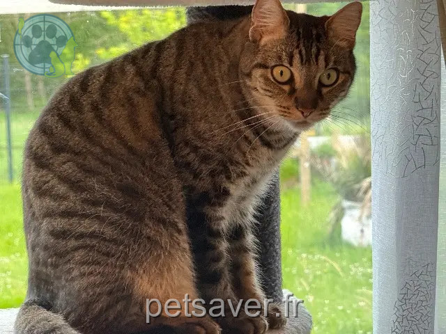 chat reunited 77580 Bouleurs Mc Fly