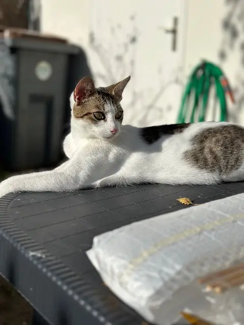 chat reunited   77210 Avon Miaouss