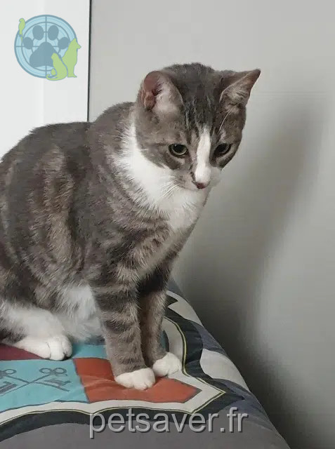 chat reunited   77340 Pontault-Combault Minato
