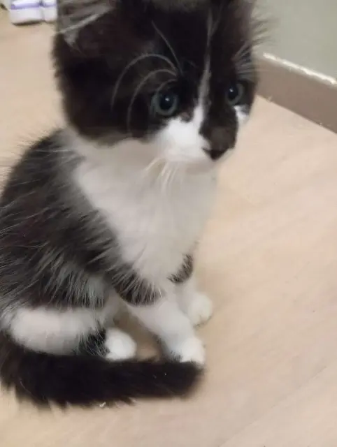 chat reunited   77340 Pontault-Combault Moisa