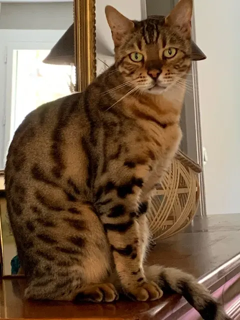 chat reunited   77250 Moret-Loing-et-Orvanne Ninou