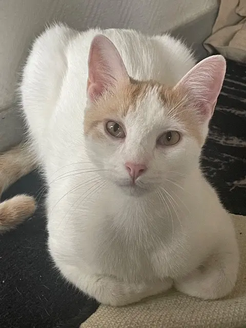 chat reunited   77950 Voisenon Nobu