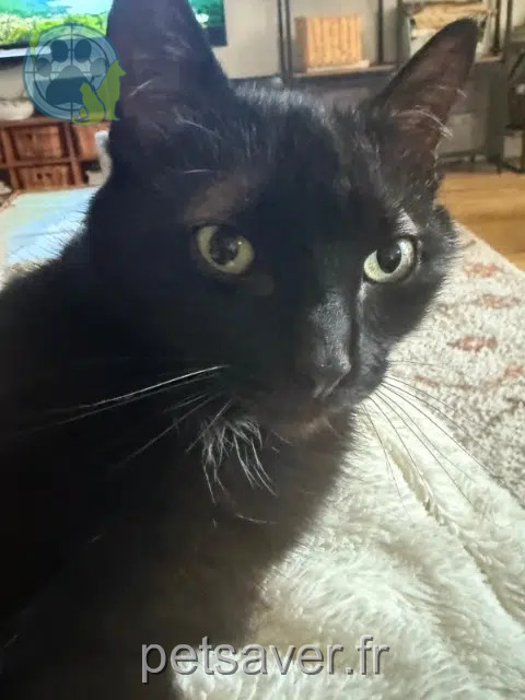 chat reunited 77127 Lieusaint Okland