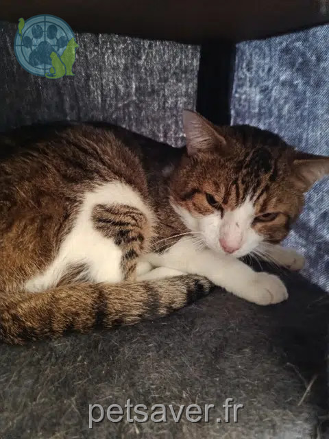 chat reunited   77140 Nemours Orelsa