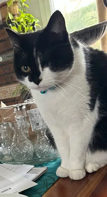 chat reunited   77950 Rubelles Oxo