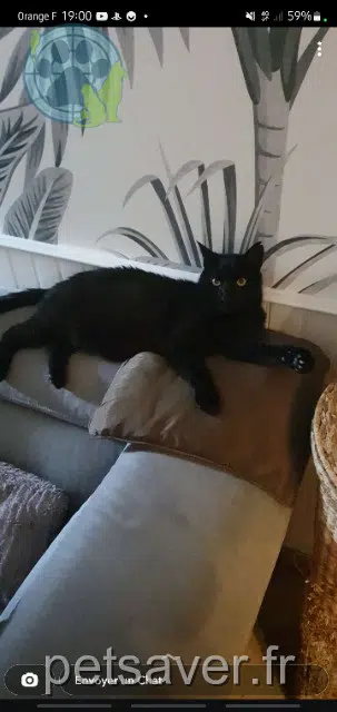 chat reunited 77350 Le Mée-sur-Seine Pepito