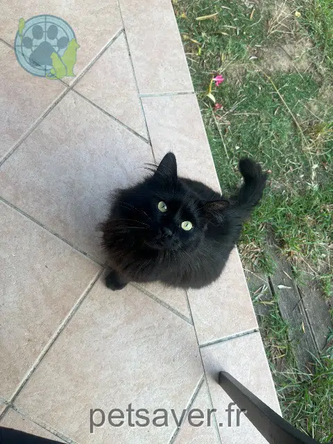 chat reunited 77610 Fontenay-Trésigny Pepsi