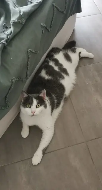 chat reunited   77173 Chevry-Cossigny Radley